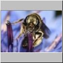 Lasioglossum morio - Furchenbiene w02 5mm.jpg